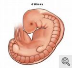 1 month unborn baby