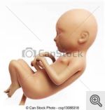 Three month fetus