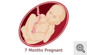 7 month fetus
