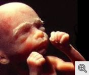 Six Month Unborn Baby