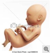 3 month fetus